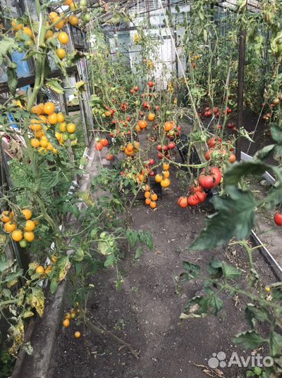 Рассада томатов