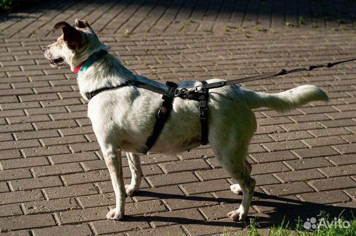 Фотограф анималист