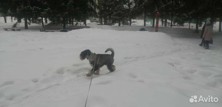 Передержка собак и кошек. Зоогостиница