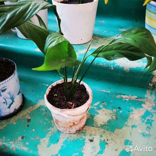 Спатифиллум