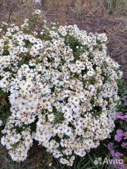 Сентябринка