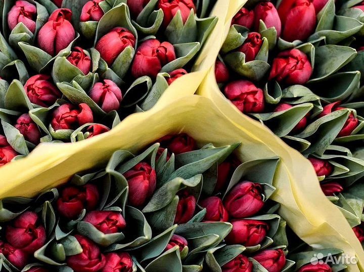 Тюльпаны оптом от 500 шт
