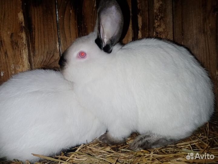 Кролики Калифорнийской породы