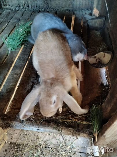 Кролики породы французский баран