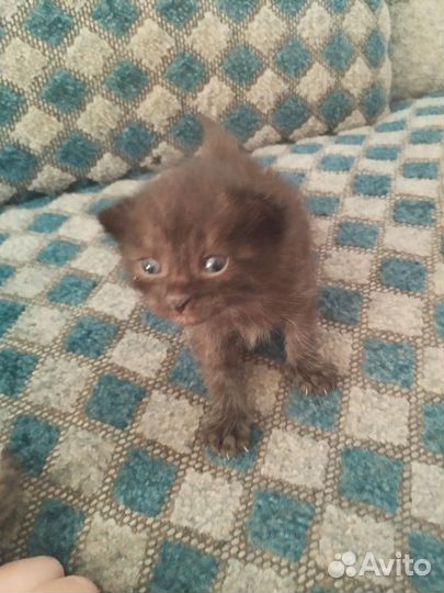 Шотландские вислоухие котята бесплатно