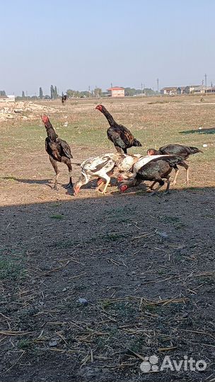 Бойцовые петухи о шамо