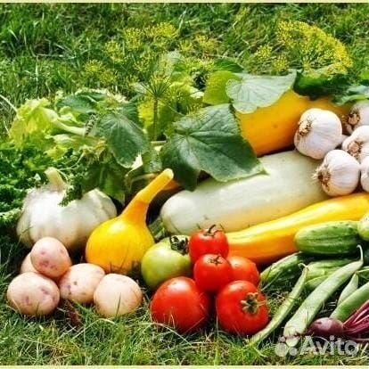 Совместная деятельность в выращивании овощей