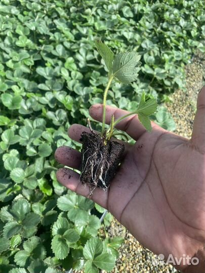 Рассада клубники сорт Априка