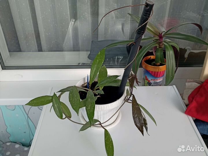 Хойя Пубикалис, традесканция Рео