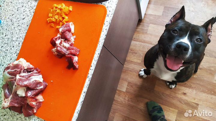 Догситтер(няня для собак)