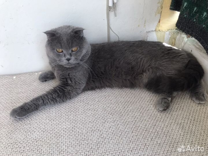 Вязка, Британский кот