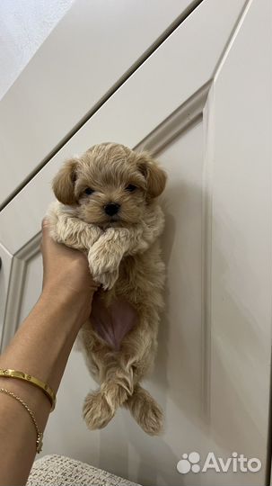 Мальтипу f1 mini