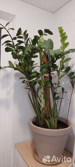 Замиокулькас