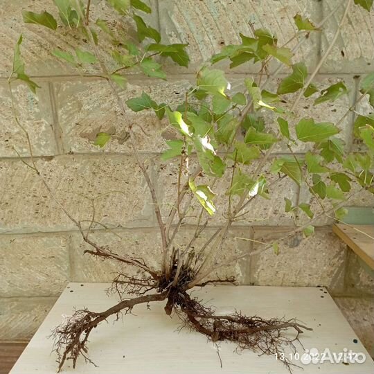 Калина саженцы