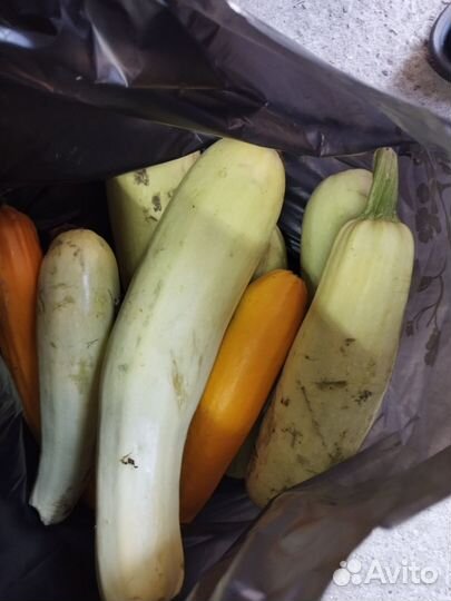 Кабачки домашние