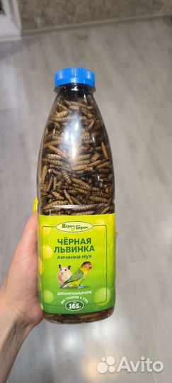 Черная львинка