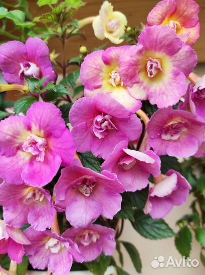 Ризомы ахименесов