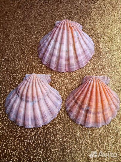 Морская ракушка