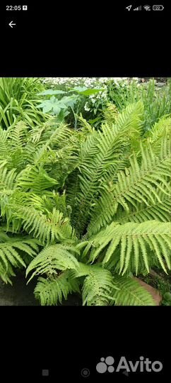 Папоротник