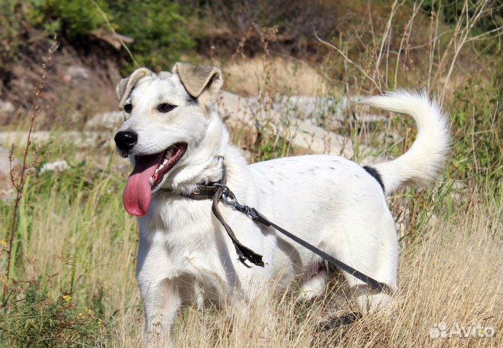 Собака Принц