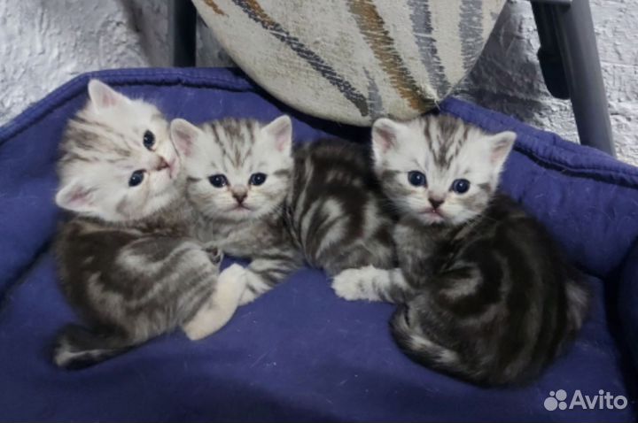 Шотландские котята