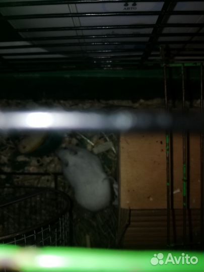 Хомяк джунгарский с клеткой