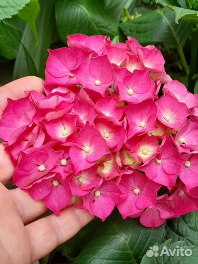 Цветы гортензия