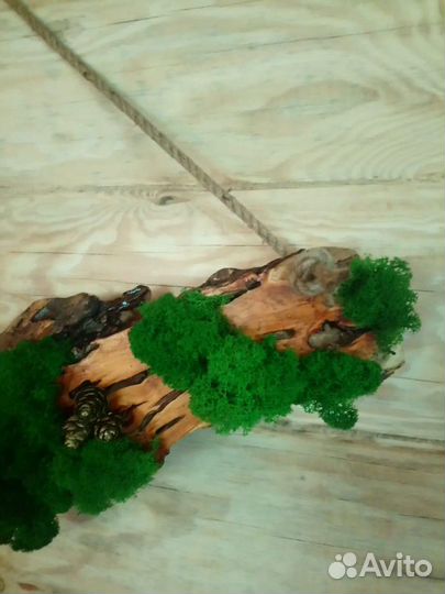 Слэб ивы с стабилизированным мхом