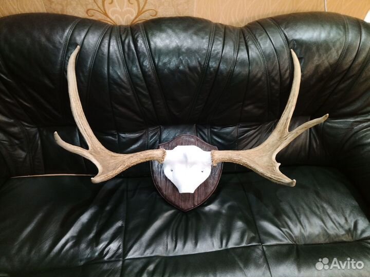 Рога на медальёне