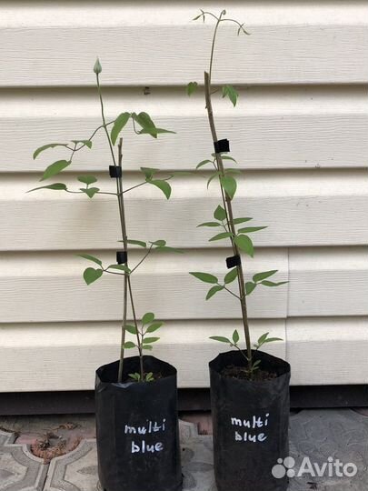 Клематис Multi Blue