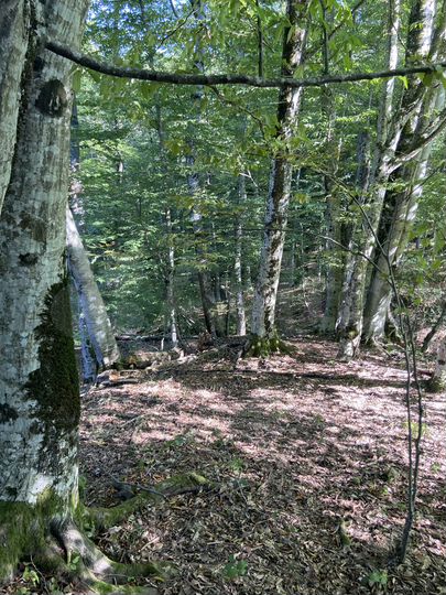 Участок 4,6 сот. (СНТ, ДНП)