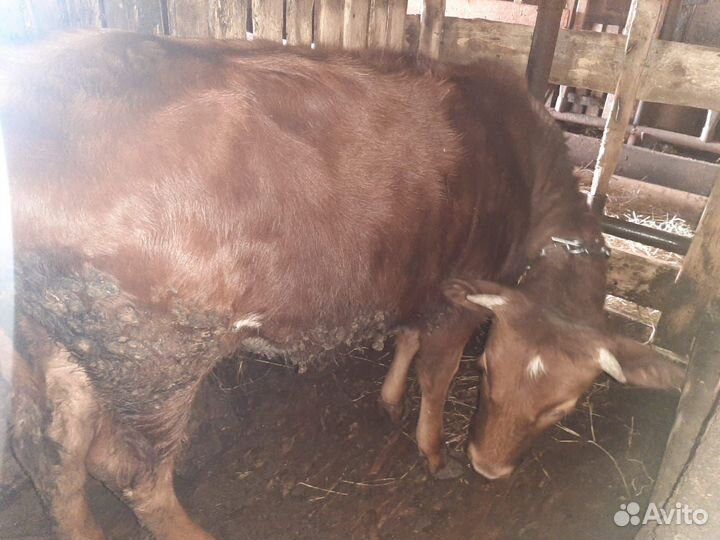 Телка телочка