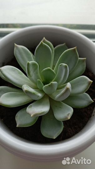 Суккулент (эхеверия изящная)