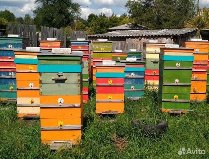 2024 Мёд натуральный алтайский опт