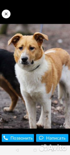 Собаки ищут дом