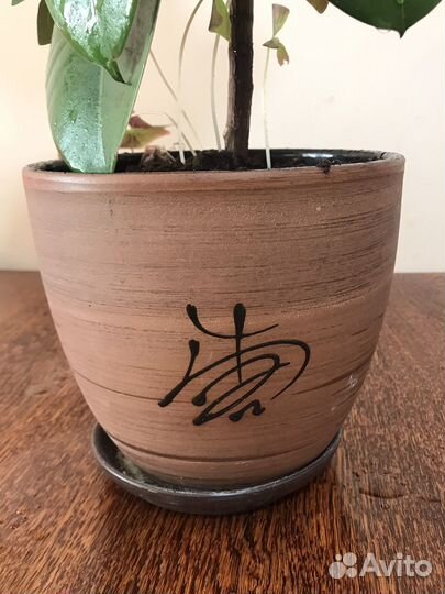 Фикус каучуконосный уфа