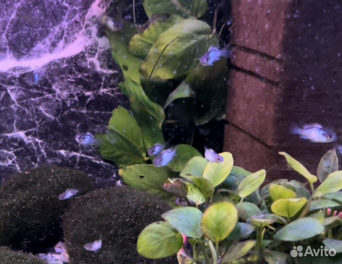 Аквариумные рыбки. Нанокара. Малыши