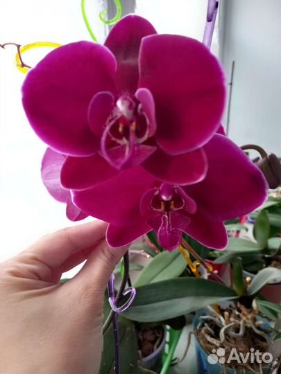 Орхидеи