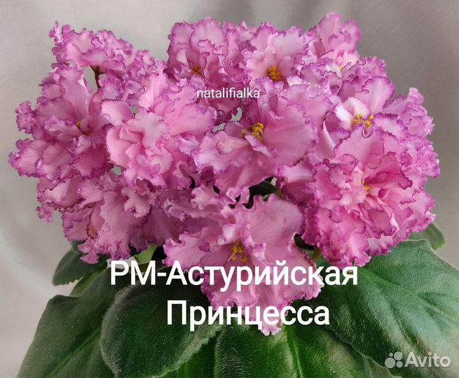 Детки сортовых фиалок