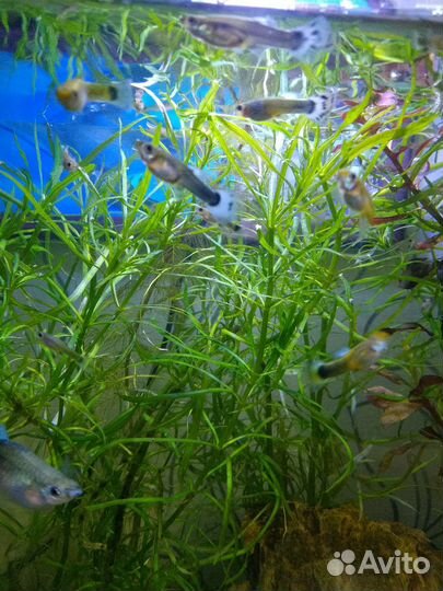 Мальки гуппи