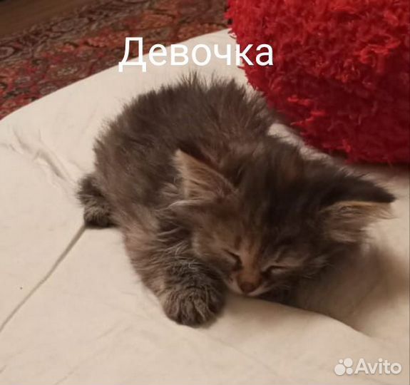 Котята домашние