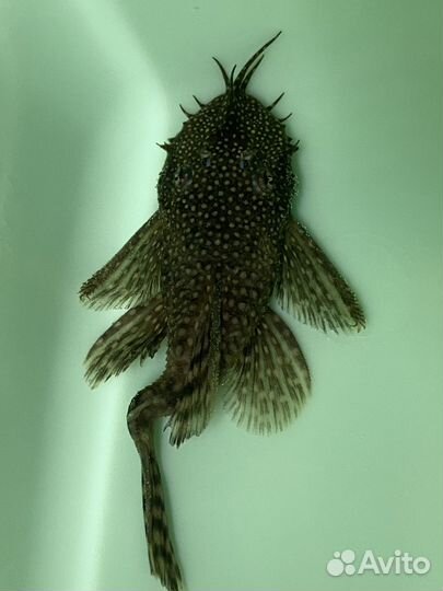 Крупные сомики анциструсы