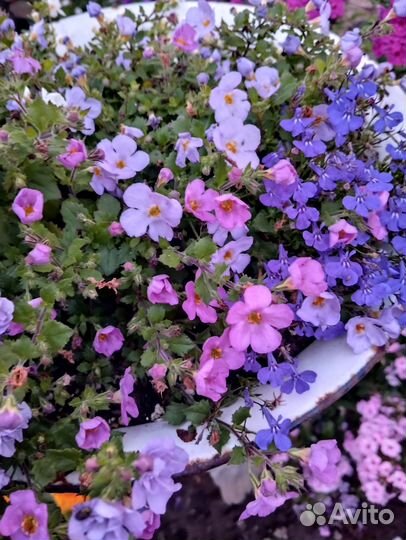 Бакопа вегетативная