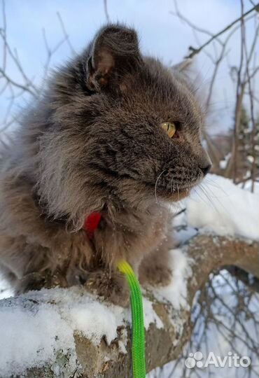 Кот в добрые руки