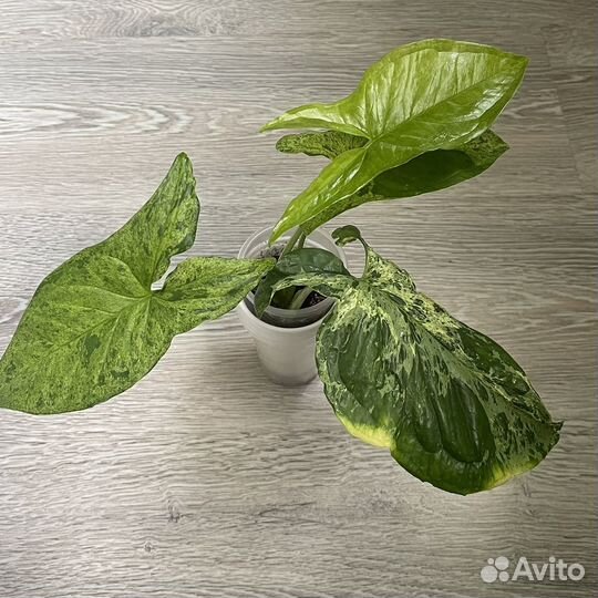 Сингониум моттлед