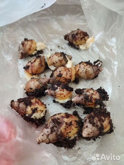 Улитки ахатины