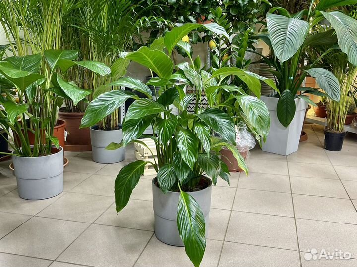 Спатифиллум свит лауретта 24d H100