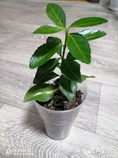 Бересклет японский