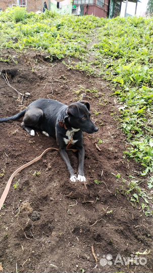 Отдам бесплатно. Молодая собака