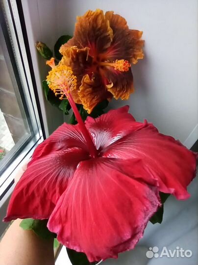 Сортовые гибискусы